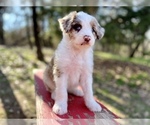 Small Photo #8 Bordoodle Puppy For Sale in GUTHRIE, OK, USA
