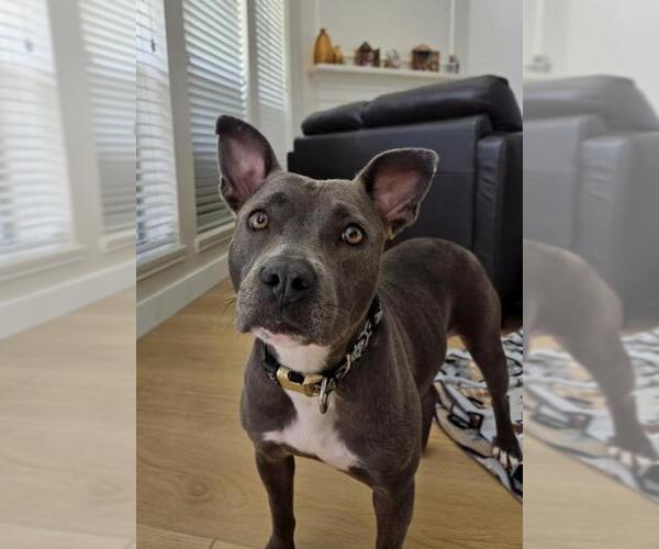 Medium Photo #3 American Pit Bull Terrier-Unknown Mix Puppy For Sale in Texas City, TX, USA