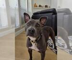 Small #2 American Pit Bull Terrier Mix