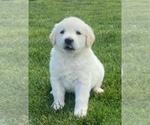 Small Golden Retriever