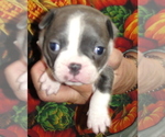 Puppy Hailey Boston Terrier