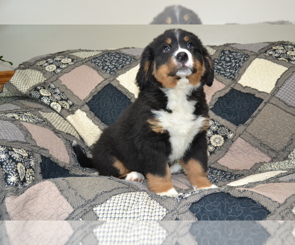 Medium Photo #2 Bernese Mountain Dog Puppy For Sale in GREENWOOD, WI, USA
