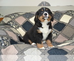Small #1 Bernese Mountain Dog