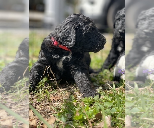 Medium Photo #21 Goldendoodle Puppy For Sale in LOTHIAN, MD, USA