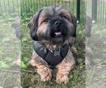 Small #3 Shih Tzu Mix