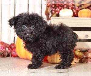 Poodle (Miniature) Puppy for sale in MOUNT VERNON, OH, USA
