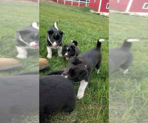 Border Collie-Dutch Shepherd Dog Mix Puppy for sale in NORTH BRANCH, MI, USA