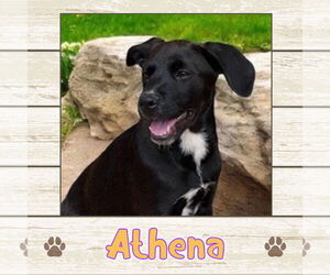 Labrador Retriever Dogs for adoption in Limerick, ME, USA