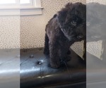 Small Photo #1 Goldendoodle-Soft Coated Wheaten Terrier Mix Puppy For Sale in CLEVELAND, MN, USA