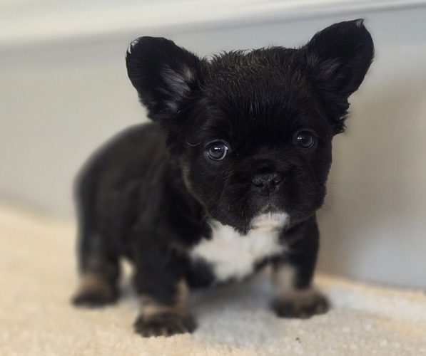 Medium Photo #2 French Bulldog Puppy For Sale in DEER PARK, NY, USA