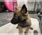Small Photo #153 Belgian Malinois Puppy For Sale in REESEVILLE, WI, USA