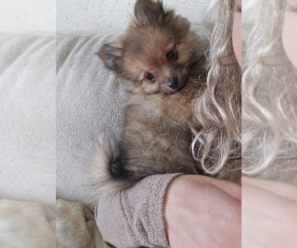 Medium Photo #8 Pomeranian Puppy For Sale in BRONSON, MI, USA