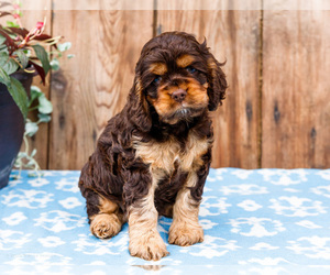 Medium Cocker Spaniel