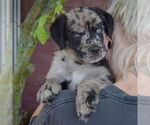 Small #4 Australian Shepherd-Catahoula Leopard Dog Mix