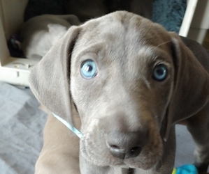 Weimaraner Puppy for sale in MOOSE LAKE, MN, USA