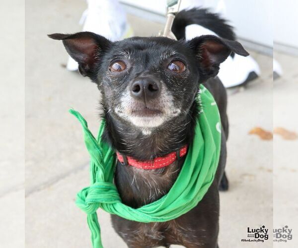 Medium Photo #6 Chihuahua-Unknown Mix Puppy For Sale in Washington, DC, USA