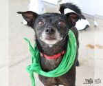 Small #5 Chihuahua Mix