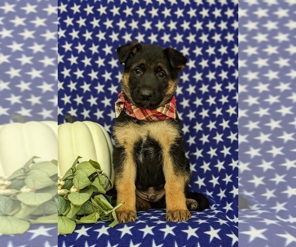 Medium Photo #2 German Shepherd Dog Puppy For Sale in OXFORD, PA, USA