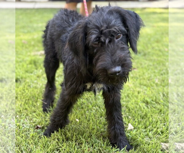 Medium Photo #4 Mutt Puppy For Sale in Yardley, PA, USA
