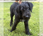 Small #3 Mutt