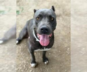 Mutt Dogs for adoption in Riverside, CA, USA