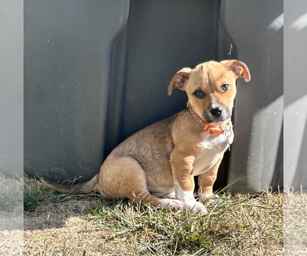 Medium Photo #2 Chihuahua-Unknown Mix Puppy For Sale in Corona, CA, USA