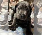Puppy Willow Cane Corso