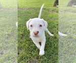 Small #1 Mutt