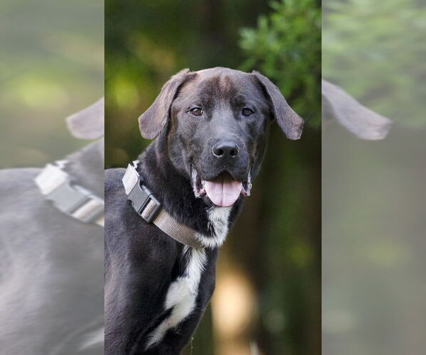 Medium Photo #1 Labrador Retriever-Unknown Mix Puppy For Sale in Tampa, FL, USA