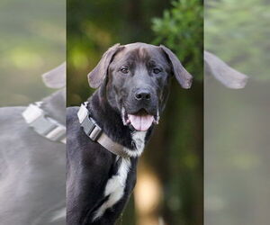 Labrador Retriever-Unknown Mix Dogs for adoption in Tampa, FL, USA