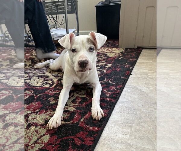 Medium Photo #2 Mutt Puppy For Sale in Holly Springs, NC, USA