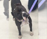 Small #2 Boxer Mix