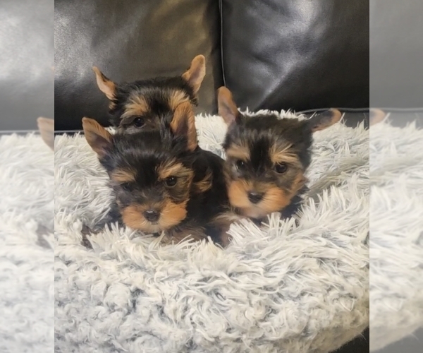 Medium Photo #1 Yorkshire Terrier Puppy For Sale in PALMDALE, CA, USA