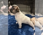 Small #3 French Bulldog