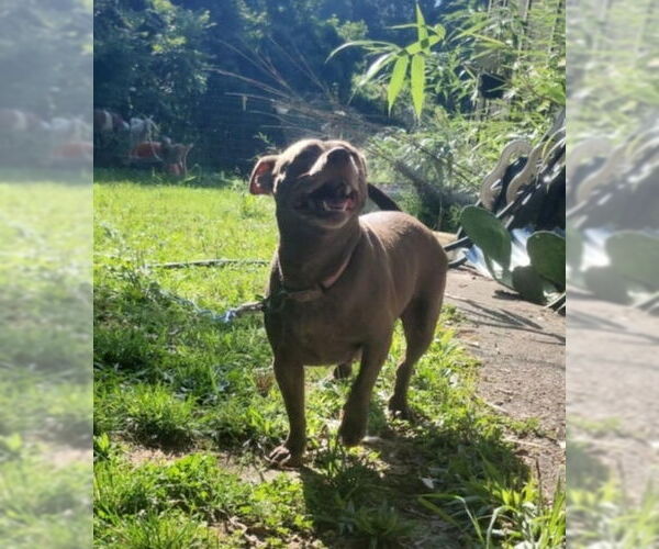 Medium Photo #3 Chiweenie Puppy For Sale in Thomasville, NC, USA