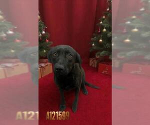 Labrador Retriever Dogs for adoption in HESPERIA, CA, USA