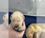 Puppy Gray Scout Golden Retriever