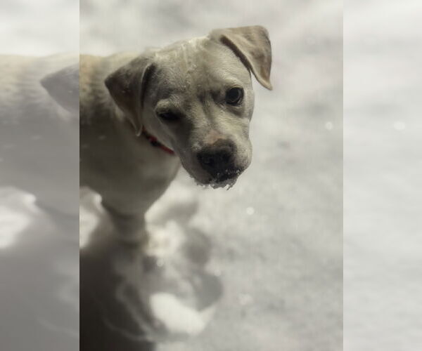 Medium Photo #1 Mutt Puppy For Sale in NEWPORT NH, NH, USA