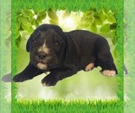 Puppy Charity Golden Mountain Dog