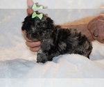 Small #15 ShihPoo