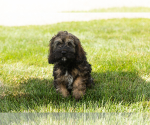 Cocker Spaniel-Poodle (Miniature) Mix Puppy for sale in MILLERSBURG, IN, USA