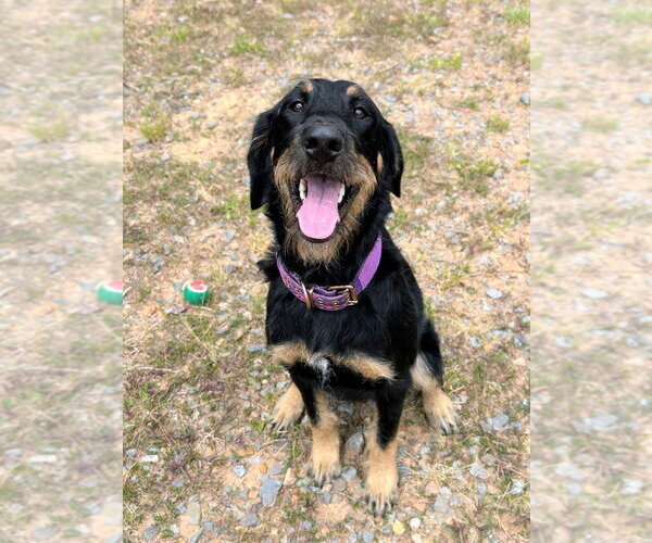 Medium Photo #2 Euro Mountain Sheparnese Puppy For Sale in Bryant, AR, USA