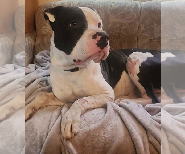 Medium Photo #8 Mutt Puppy For Sale in Alexander, AR, USA