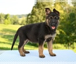 Small #1 German Shepherd Dog