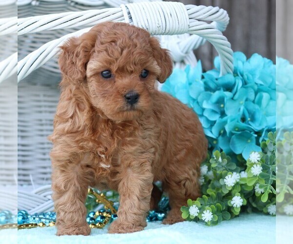 Medium Photo #4 Cavapoo Puppy For Sale in JONES, MI, USA