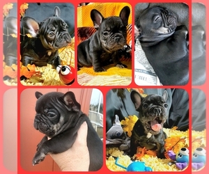 French Bulldog Puppy for sale in BOSTON, KY, USA