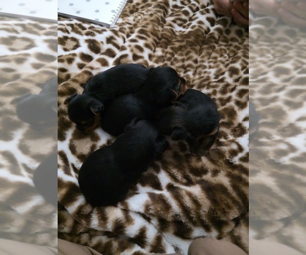 Medium Photo #1 Yorkshire Terrier Puppy For Sale in ONTARIO, CA, USA
