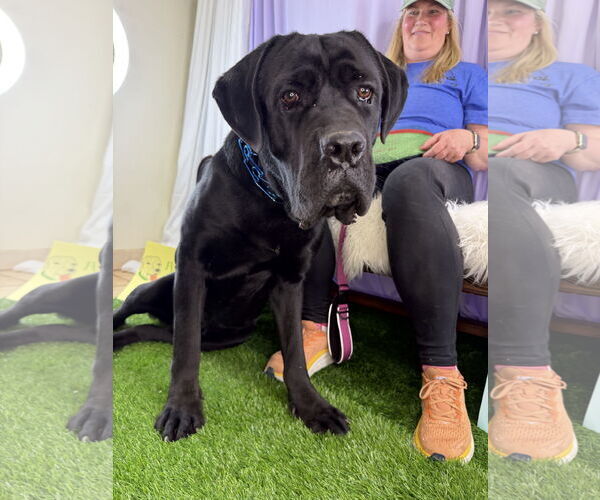 Medium Photo #8 Mutt Puppy For Sale in Goodyear, AZ, USA