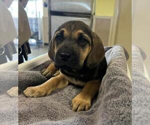 Bloodhound-Unknown Mix Dogs for adoption in Rockwall, TX, USA