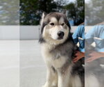 Small #3 Alaskan Malamute